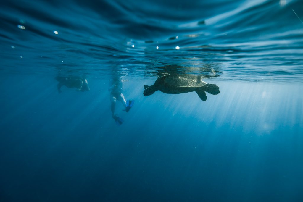 Snorkelers spotting turtles in Hawaiian waters.