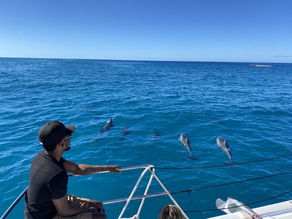 Guests watching wild dolphins swimming alongside catamaran off Waikiki coast