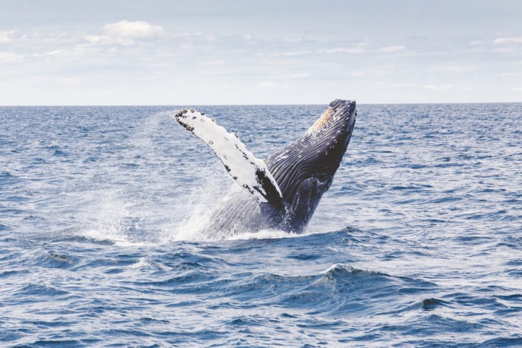 Humpback whale breaching off Oahu coastline