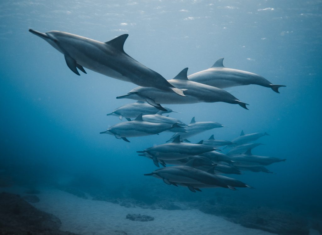 Pod of spinner dolphins swimming gracefully beneath clear blue Hawaiian waters