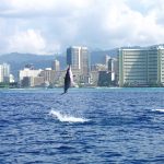 Dolphin leaping above water with Waikiki skyline behind