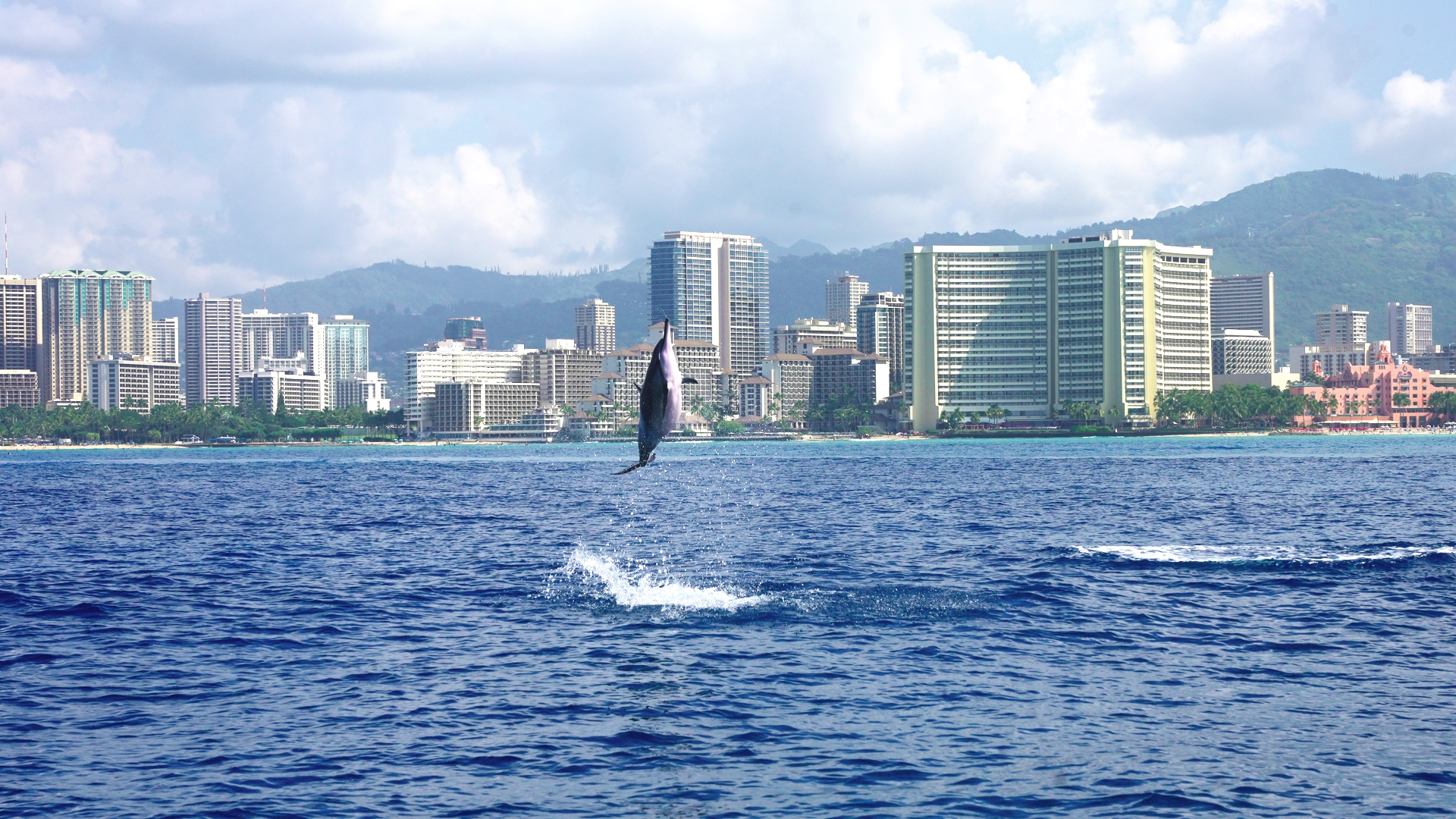 Read more about the article 7 Amazing Hawaiian Spinner Dolphin Facts You Should Know