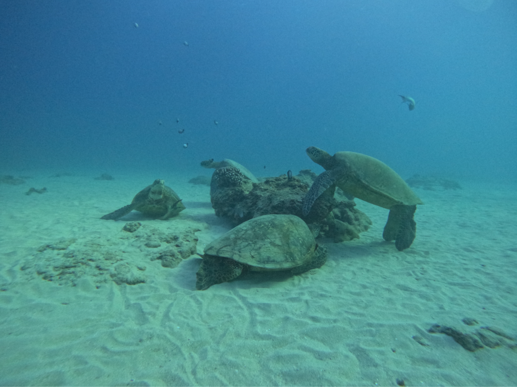 Four sea turtles resting on the sandy seafloor