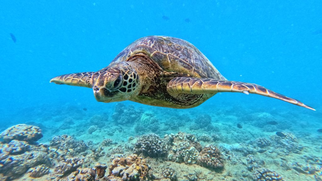 Green sea turtle swimming over Hawaii's coral reef
