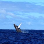 Humpback whale breaching with pectoral fin raised high