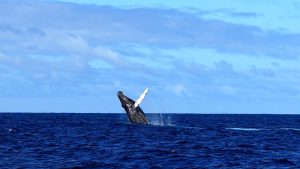Humpback whale breaching with pectoral fin raised high