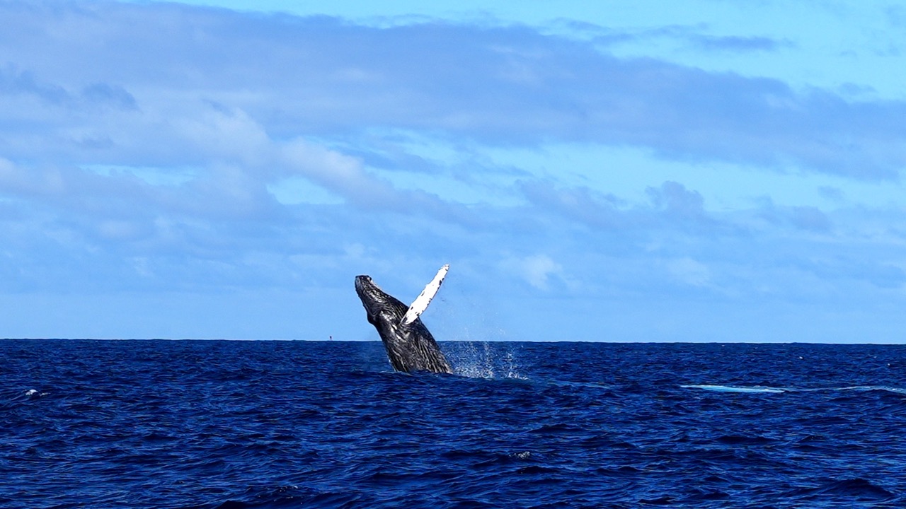 Read more about the article What to Wear for Whale Watching: 7 Essential Tips to Stay Warm