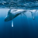 Humpback whale diving with tail fluke visible, Oahu waters