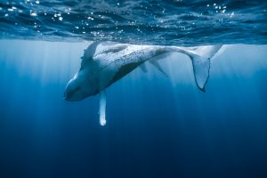 Humpback whale diving with tail fluke visible, Oahu waters