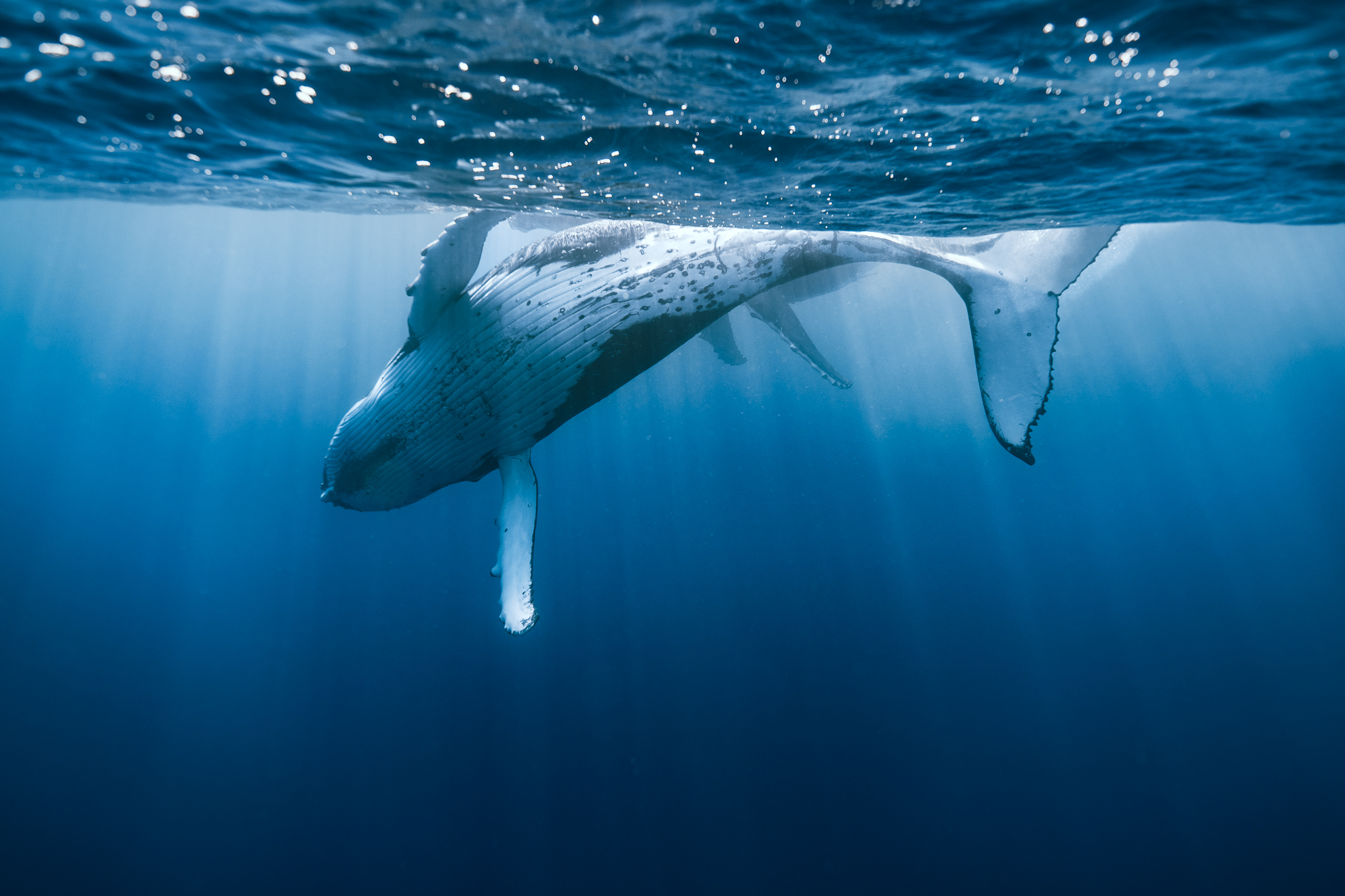 Read more about the article 6 Smart Oahu Whale Watching Season Picks That Actually Work