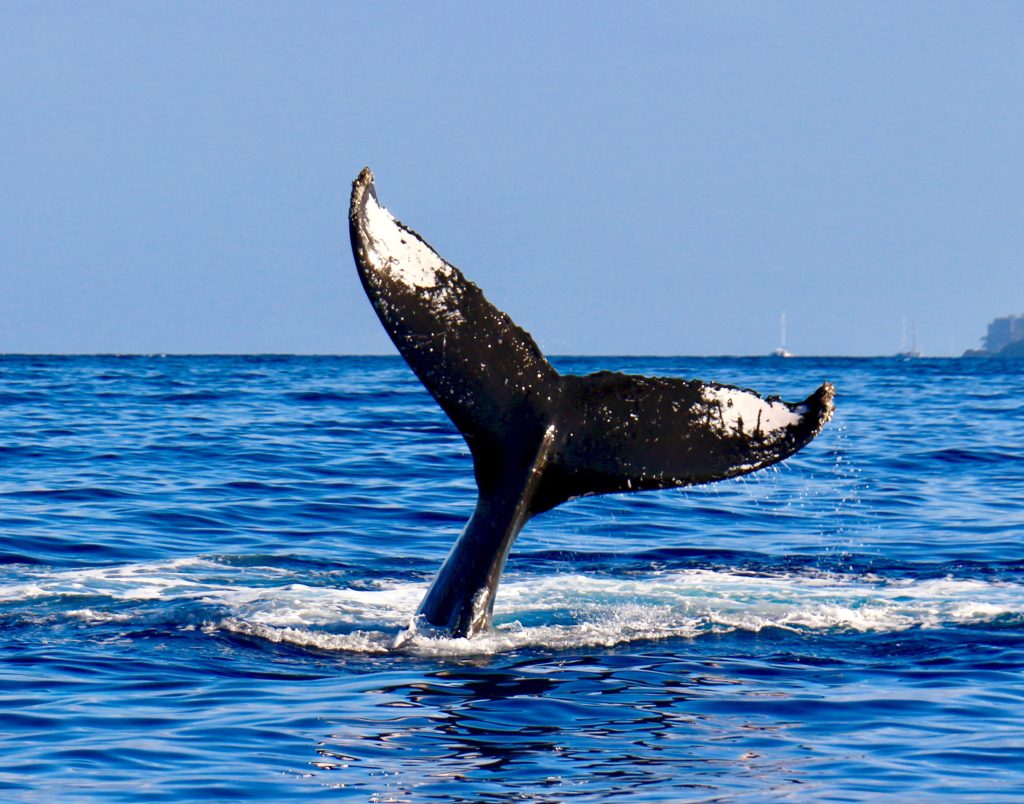 Humpback whale tail fluke rising above ocean water