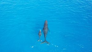Mother and calf humpback whales swimming