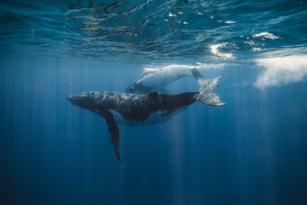 Mother and calf humpback whales swimming together underwater