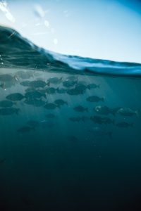 Pod of dolphins swimming together underwater