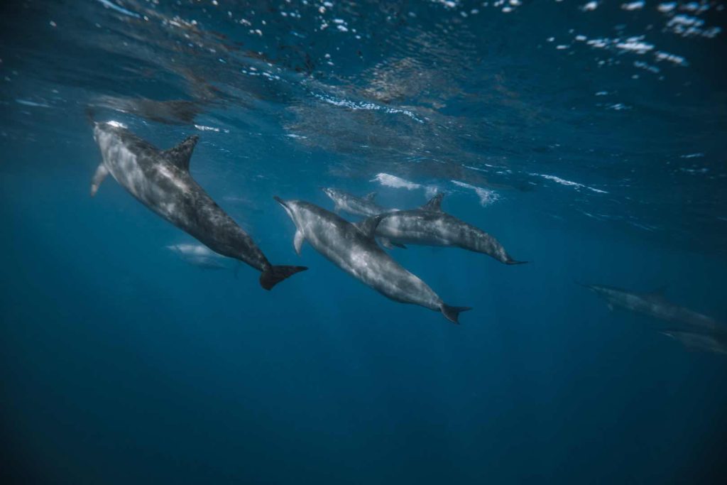 Pod of spinner dolphins swimming together off Oahu