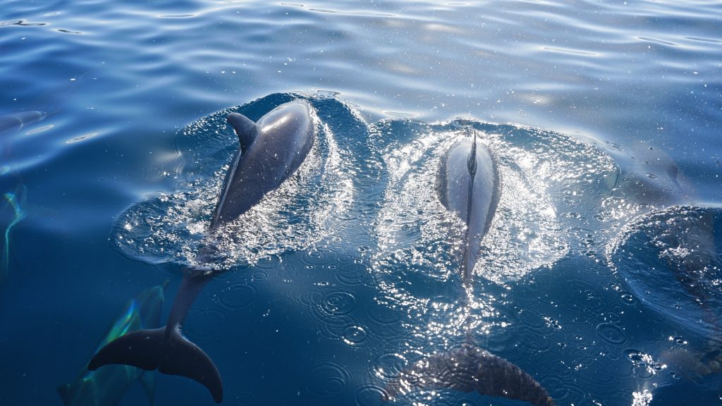 Spinner dolphins surfacing close together in sparkling water