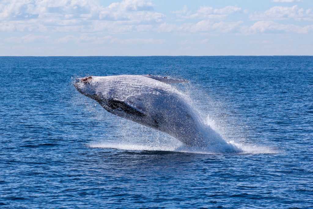 Whale Watching in Honolulu