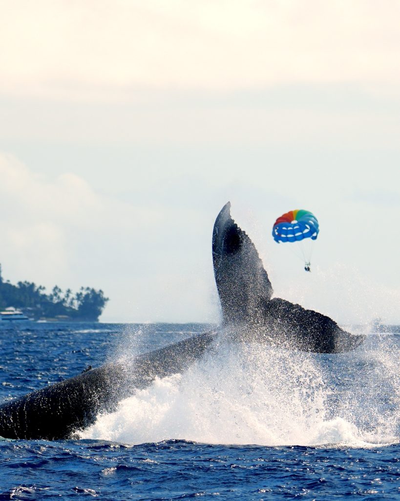 Humpback whale breaching near a parasailer