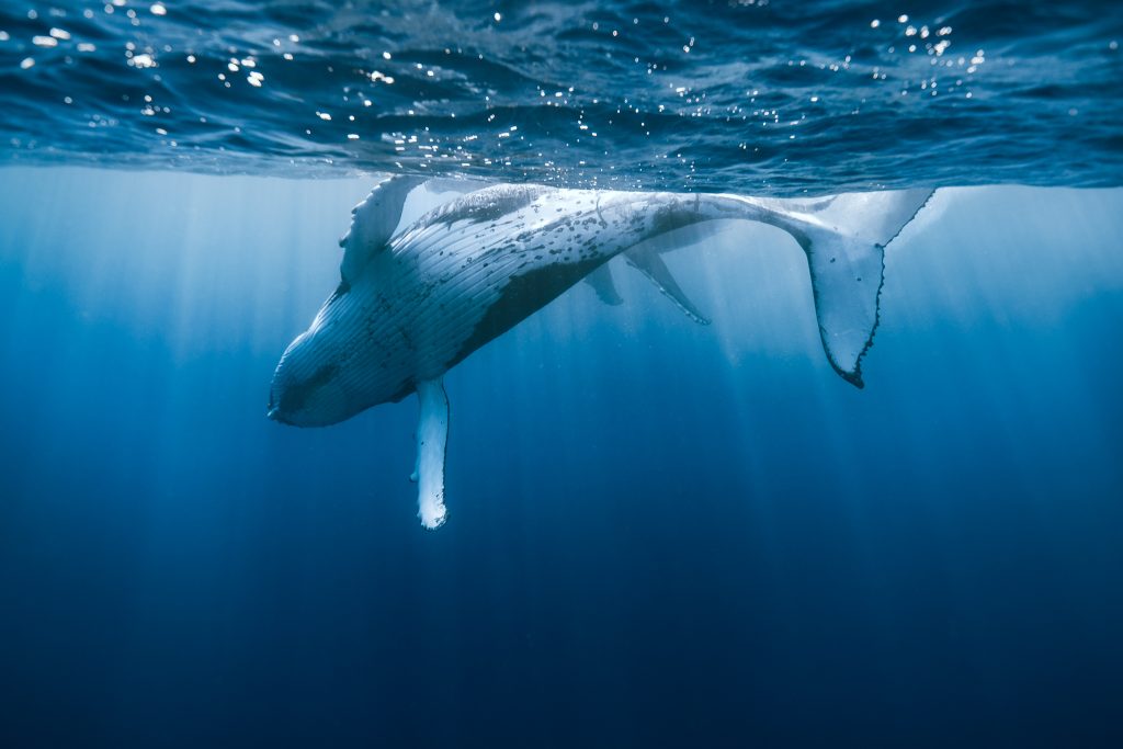 Humpback whale swimming just below the surface