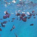 School of fish swimming just below surface