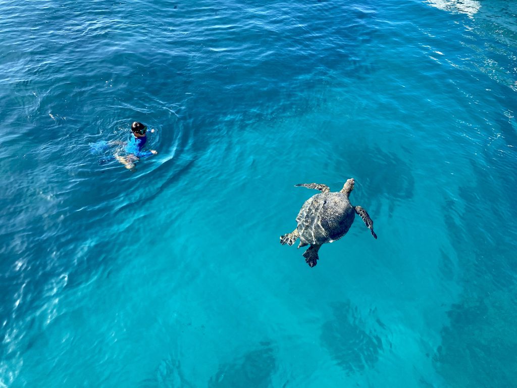 Hawaiian green sea turtle swimming underwater near the reef at Turtle Canyon in Waikiki.