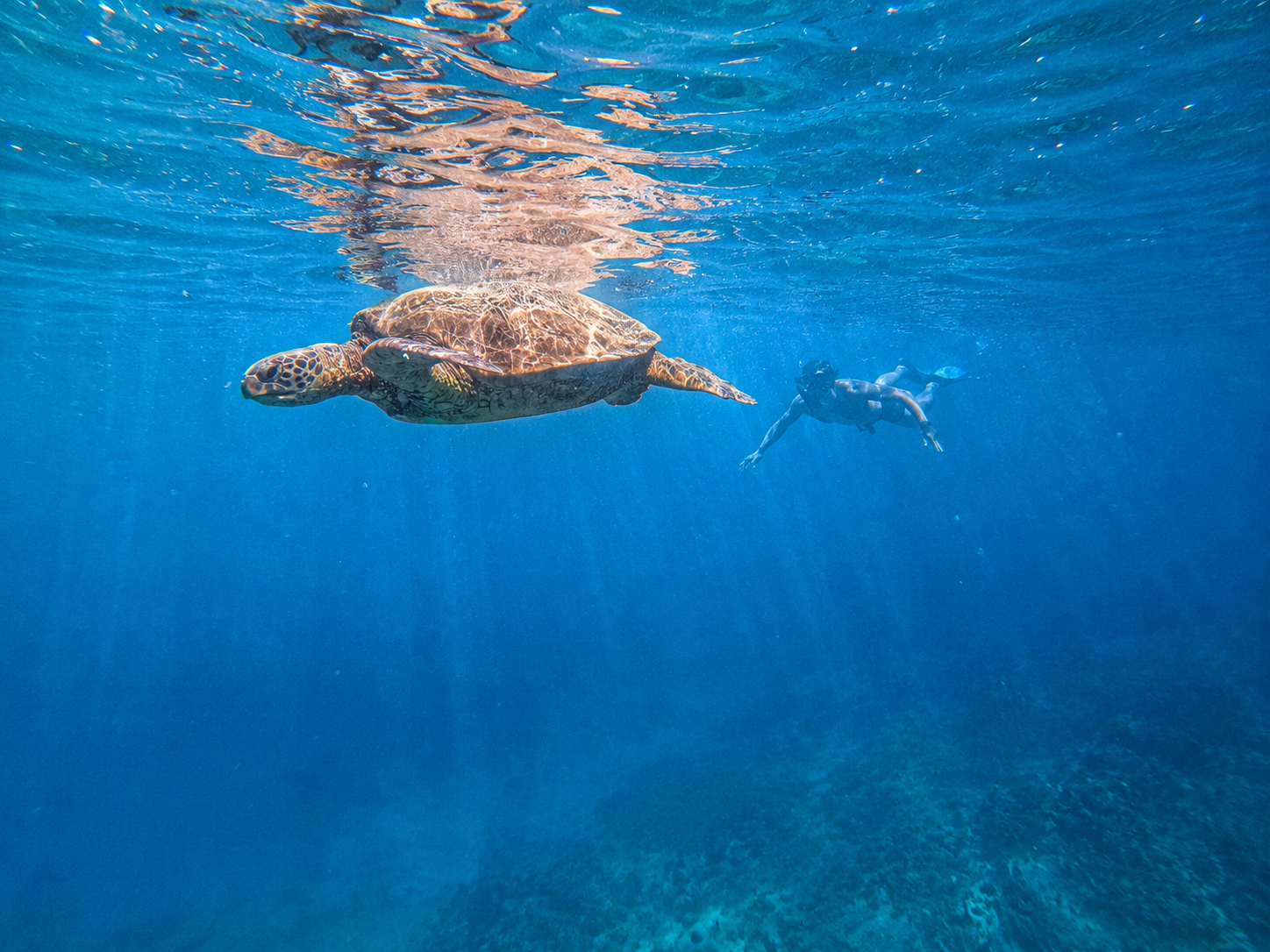 Turtle Canyon snorkeling adventure aboard the Big Kahuna