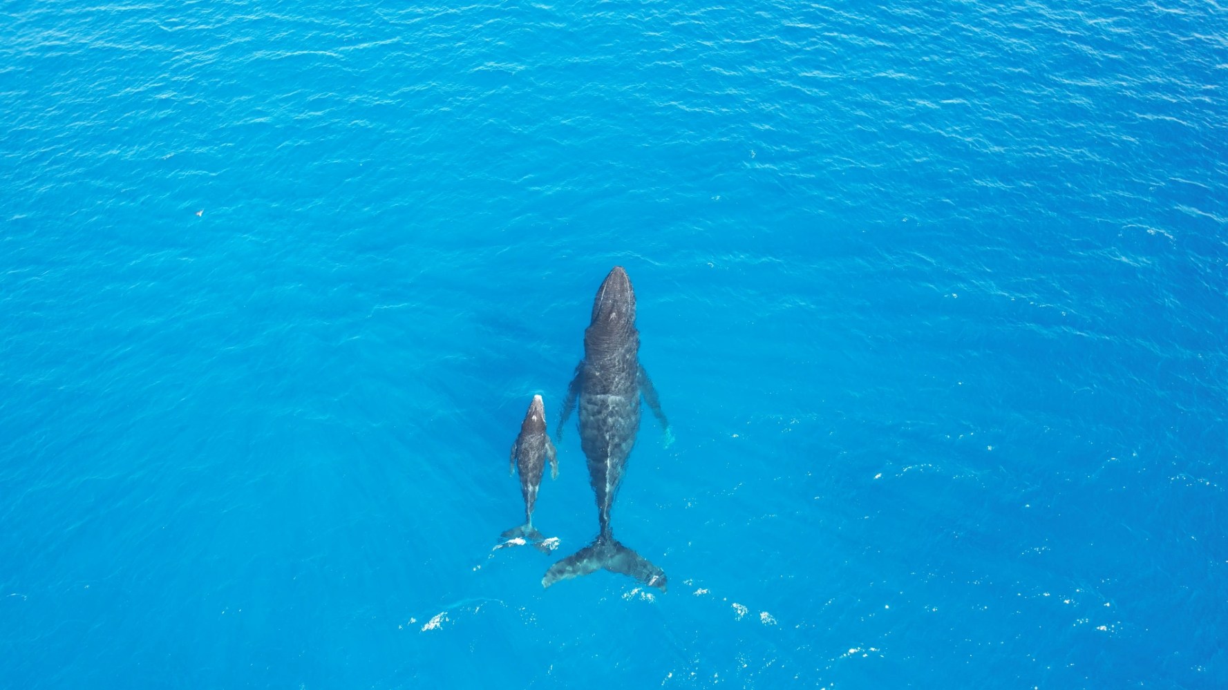 a whale swimming under water