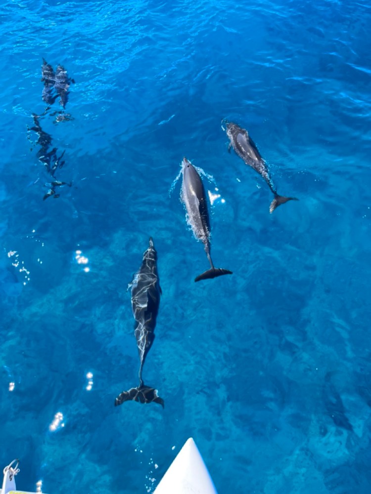 spinner dolphin pod