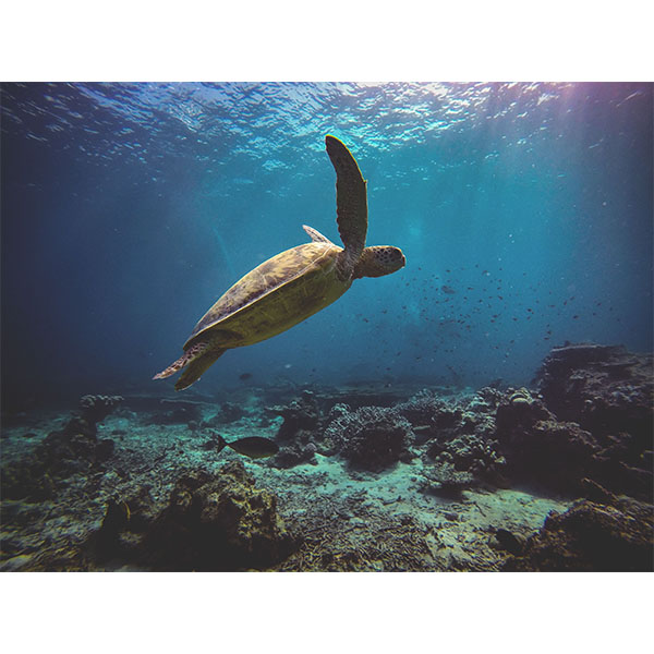 a turtle swimming under water