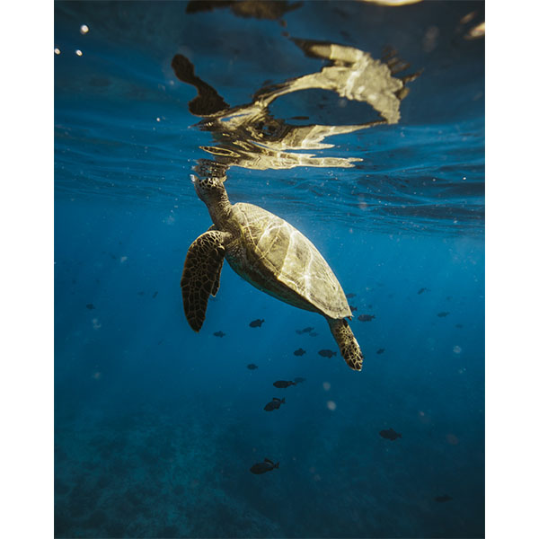 a turtle swimming under water